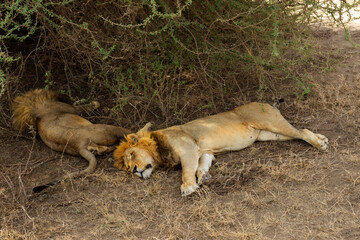 Serengeti National Park, Tanzania: Lions Resting in the Shade, Serengeti Savanna