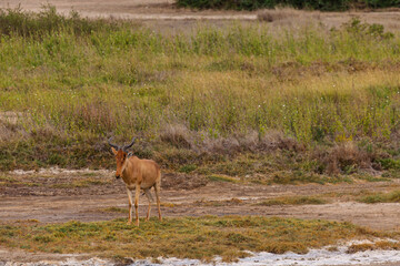 Naklejka premium Serengeti National Park, Tanzania: Hartebeest in its Natural Habitat