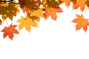 Isolated foliage. Maple autumn leaves. Fall leaf branch