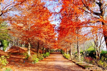 播磨中央公園 ラクウショウの並木道