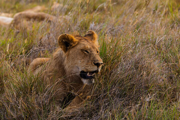 Naklejka premium Serengeti National Park, Tanzania: Young Lion Resting in Tall Grass at Golden Hour