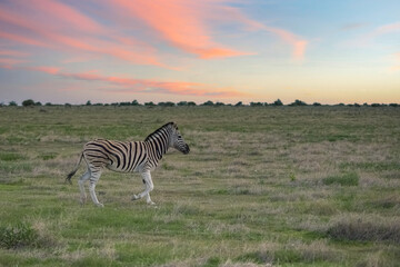A young zebra running in the bush in Namibia
