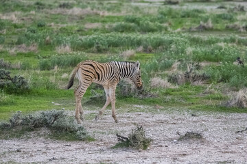 A young zebra running in the bush in Namibia
