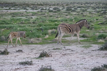 A young zebra with his mother in the bush in Namibia
