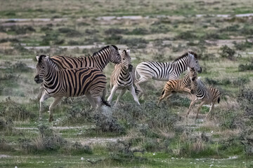 zebras running in the bush in Namibia
