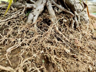 A complex network of tangled, exposed tree roots and fine rootlets grips the dry, earthy soil of a potted plant, showcasing intricate natural texture.