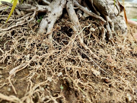 A complex network of tangled, exposed tree roots and fine rootlets grips the dry, earthy soil of a potted plant, showcasing intricate natural texture.