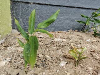 Young green shoots emerging from rocky, dry ground next to contrasting painted walls, showcasing resilient urban plant life growth.
