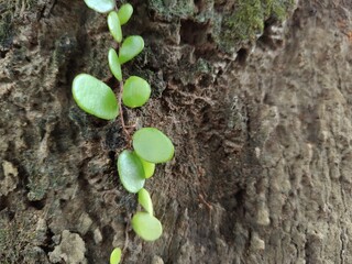 Vibrant green creeping leaves thrive against the dark, rugged texture of mossy tree bark, showcasing resilience in a natural macro setting.