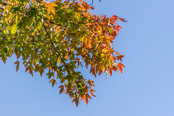 Colorful fall leaves Ottawa Autumn
