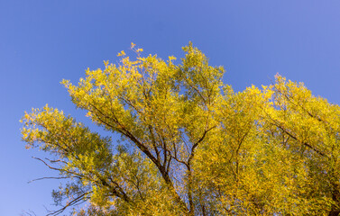 Colorful fall leaves Ottawa Autumn