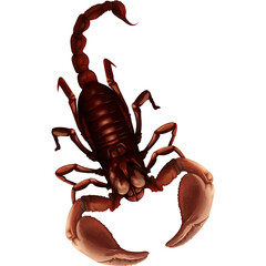 Detailed Overhead View of a Dark Brown Scorpion With Pincers Raised and Tail Curled Against a White Background