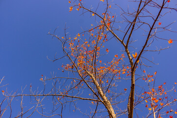 Colorful fall leaves Ottawa Autumn