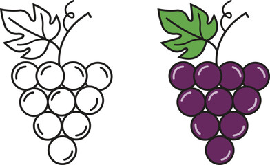 Colorful grapes with leaf and outline side by side fresh fruit and botanical art vector