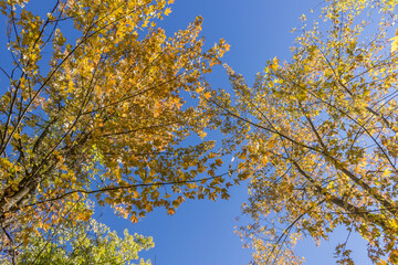 Colorful fall leaves Ottawa Autumn
