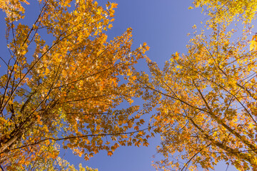 Colorful fall leaves Ottawa Autumn