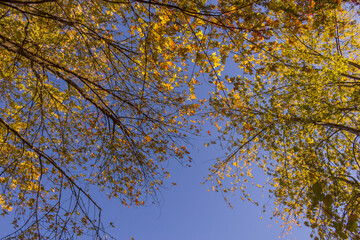 Obraz premium Colorful fall leaves Ottawa Autumn