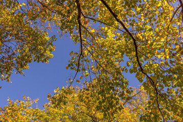 Colorful fall leaves Ottawa Autumn