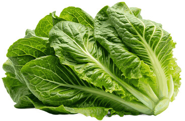 Fototapeta premium Romaine lettuce on white