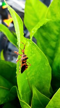 red and black assassin bug Rhynocoris iracundus on a green plant leaf. Predator insect known for controlling pest populations. macro, closeup