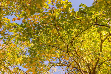 Colorful fall leaves Ottawa Autumn