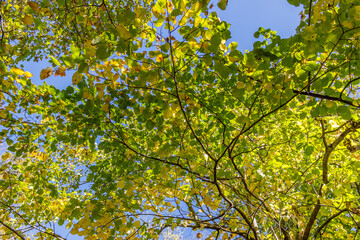 Obraz premium Colorful fall leaves Ottawa Autumn