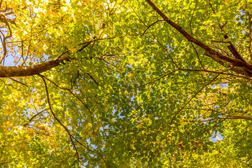 Colorful fall leaves Ottawa Autumn