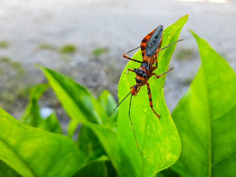 Red and black assassin bug Rhynocoris iracundus on green leaf