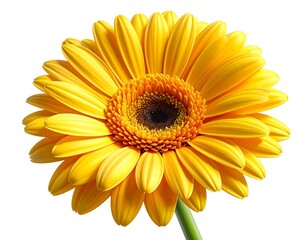 Naklejka premium Close-up of vibrant yellow flower with textured petals, a dark center, and a long green stem, isolated on white