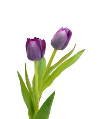 Colorful tulip flowers  isolated on white 