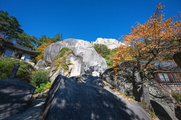 Wonderful autumn colours of the trees in the National Park near Sokcho