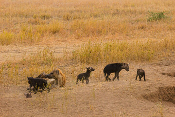 Serengeti National Park, Tanzania: Spotted Hyena Family at Their Den in the Dry Season Savanna