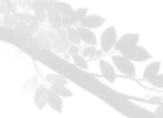 Vibrant Leaf and Branch Shadow Overlay