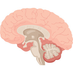 Detailed Sagittal View of the Human Brain Showing Cerebrum Cerebellum and Brainstem in Light Pink and Beige Tones with Transparent Background