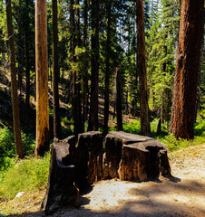 Burned  Sequoia Tree Trunk Caused By Lightning, North Grove Loop Trail, Kings Canyon National Park,...