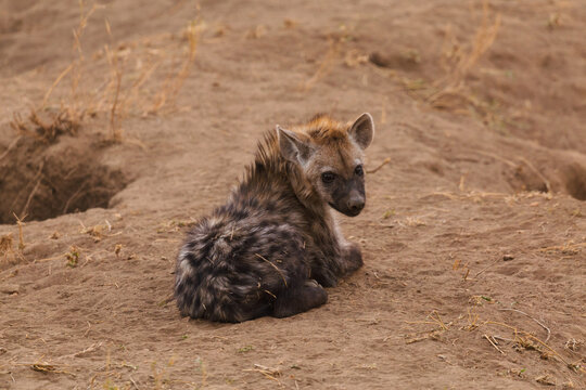 Serengeti National Park, Tanzania: Resting Hyena Cub