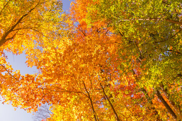 Colorful fall leaves Ottawa Autumn