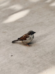 Small Sparrow Standing on Sunlit Concrete Ground