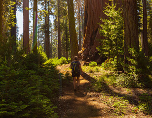 Female Hiker  Walking Through Sunlit Forest, Washington Tree Trail, Sequoia National Park,...