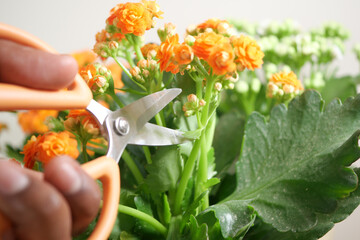 Pruning orange flowers in a bright home garden setting
