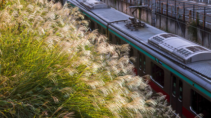 ススキと電車