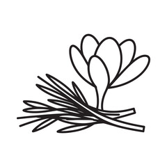 Hand drawn illustration of a crocus flower with rosemary sprigs