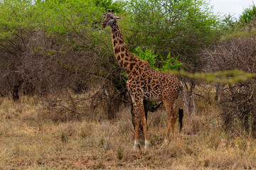 Serengeti National Park, Tanzania: Giraffe in its Natural Habitat