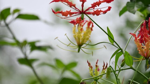 Gloriosa superba flower. Its species of flowering plant in family&nbsp;Colchicaceae. Its Common names&nbsp;flame lily, climbing lily,&nbsp;creeping lily,&nbsp;glory lily, gloriosa lily,&nbsp;tiger claw flower and&nbsp;fire lily.
