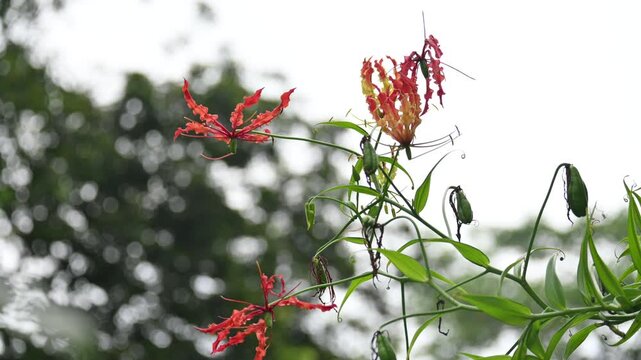 Gloriosa superba flower. Its species of flowering plant in family&nbsp;Colchicaceae. Its Common names&nbsp;flame lily, climbing lily,&nbsp;creeping lily,&nbsp;glory lily, gloriosa lily,&nbsp;tiger claw flower and&nbsp;fire lily.