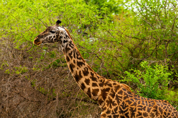 Serengeti National Park, Tanzania: Giraffe Among the Acacia Trees