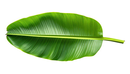 Fototapeta premium Glossy green banana leaf with prominent veins on black backdrop