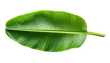 Glossy green banana leaf with prominent veins on black backdrop