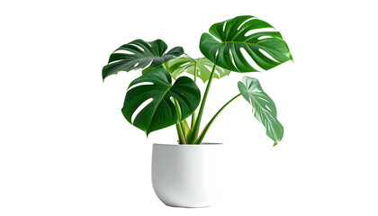 Monstera plant in white pot, large split leaves
