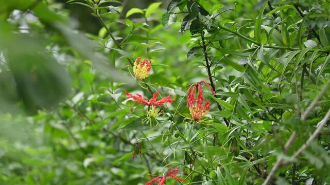 Gloriosa superba flower. Its species of flowering plant in family&nbsp;Colchicaceae. Its Common names&nbsp;flame lily, climbing lily,&nbsp;creeping lily,&nbsp;glory lily, gloriosa lily,&nbsp;tiger claw flower and&nbsp;fire lily.